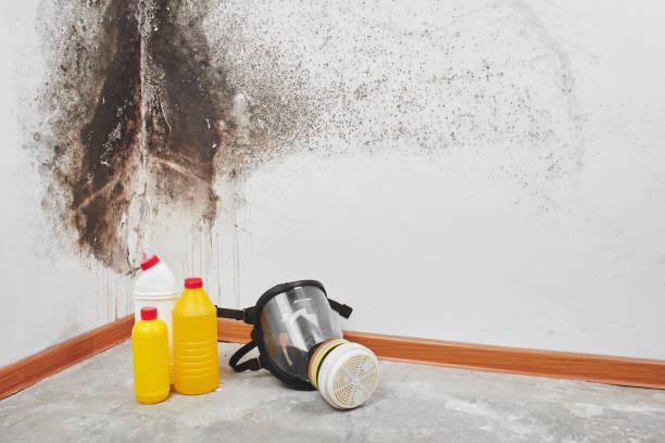 Best Bathroom Mold Remediation in Rush Springs, OK