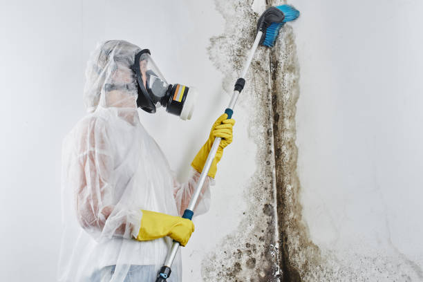 Best Insurance-Related Mold Remediation in Rush Springs, OK