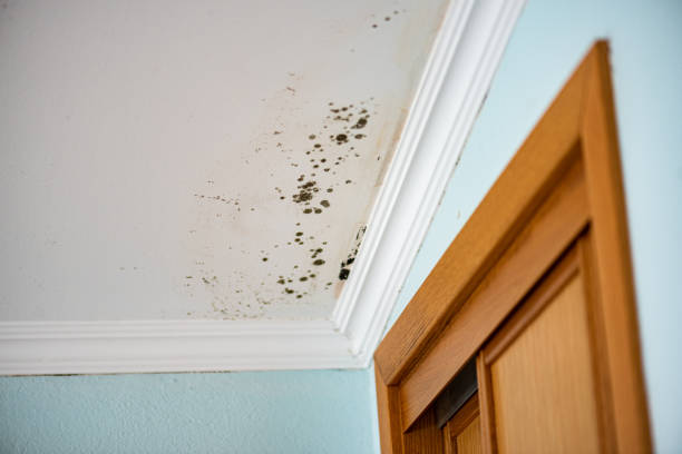 Best Preventive Mold Services in Rush Springs, OK
