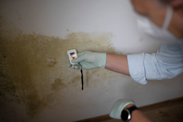 Best DIY Mold Remediation Support Services in Rush Springs, OK