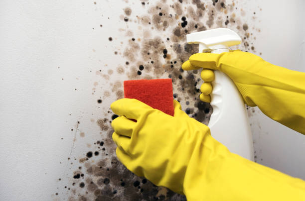 Best Attic Mold Remediation in Rush Springs, OK