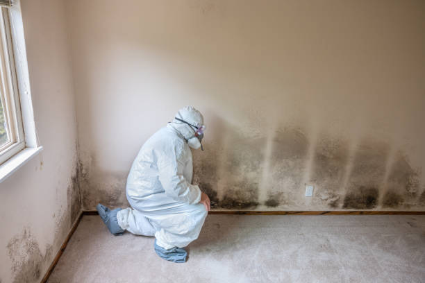 Best Mold Testing and Inspection Services in Rush Springs, OK
