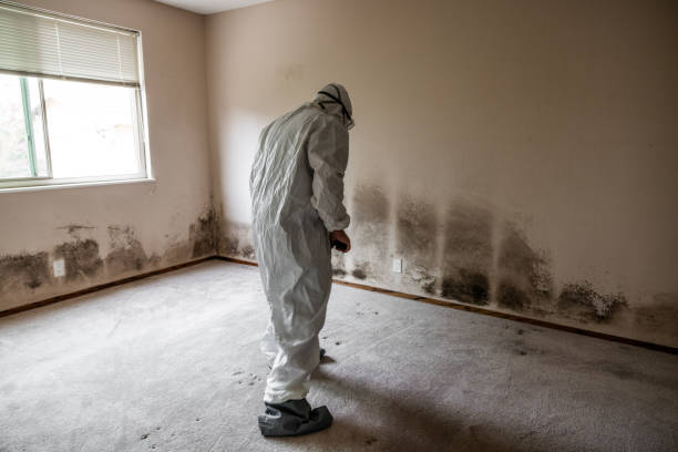 Best White Mold Remediation in Rush Springs, OK