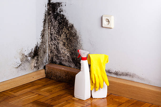 Best Kitchen Mold Remediation in Rush Springs, OK